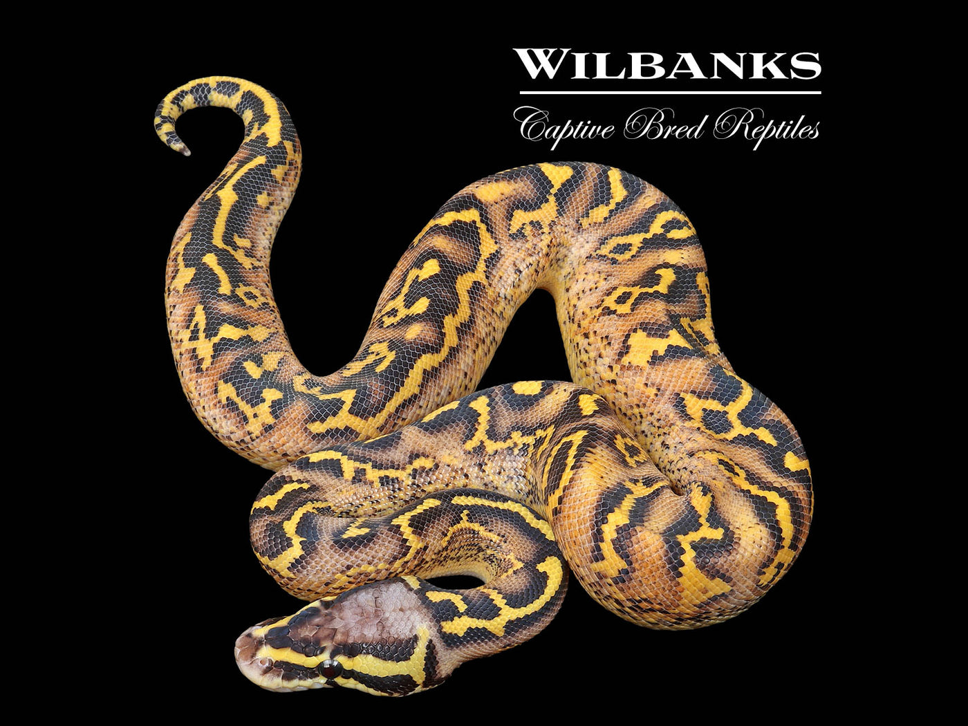 Pastel Freeway Ball Python ♂ '25