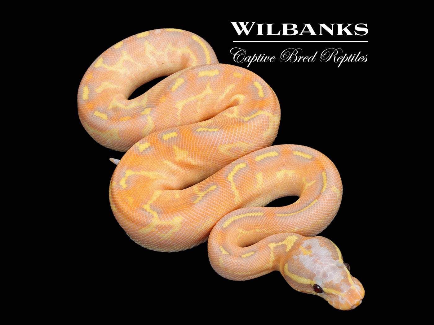 Banana Freeway Ball Python ♂ '25