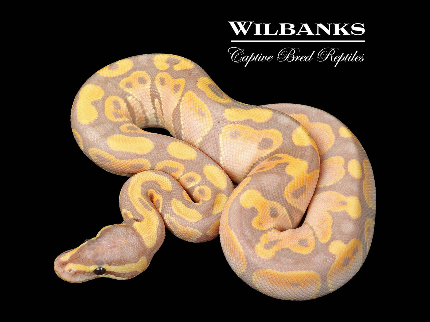 Banana 100% Het. Sunset Ball (Female Maker) Python ♂ '25