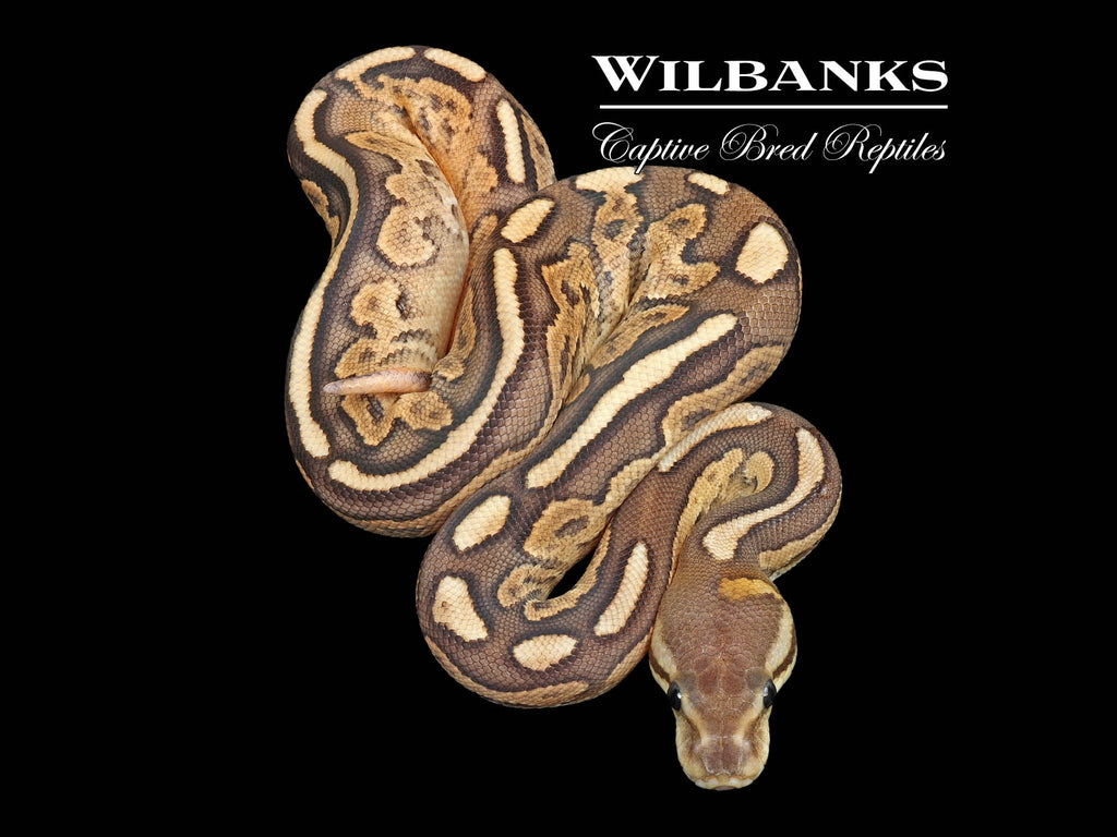 Cinnamon Special Fire Ball Python ♀ '25 – Wilbanks Captive