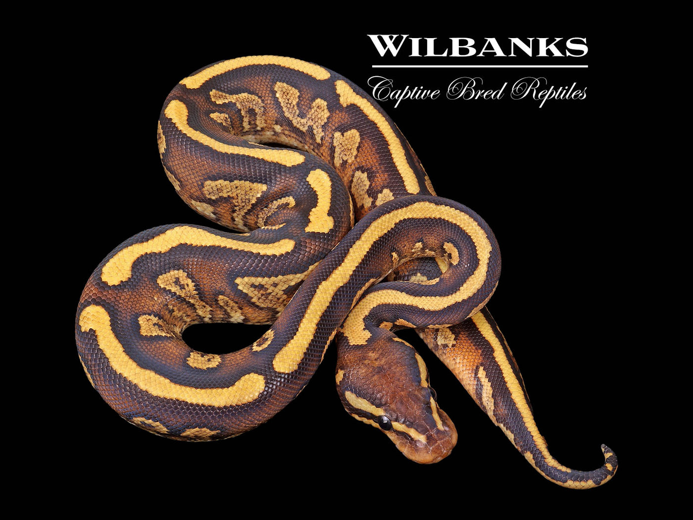 Mahogany Fire Yellow Belly Ball Python ♂ '25