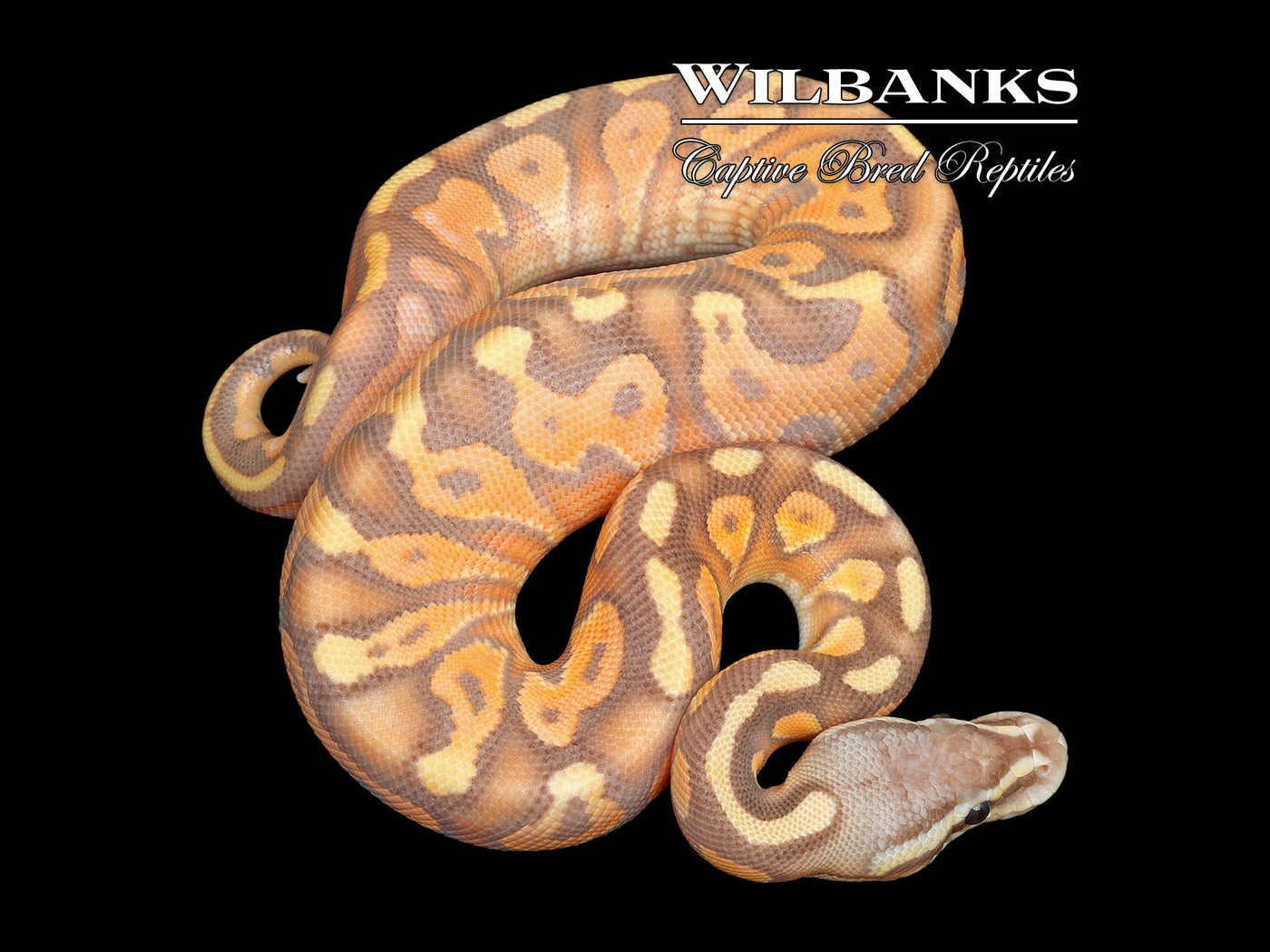 Banana Enchi Pewter Ball Python ♂ '25