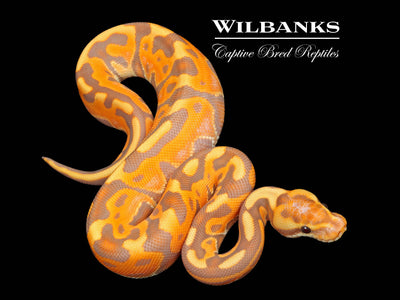Banana Cinnamon Enchi Leopard Ball Python ♂ '25