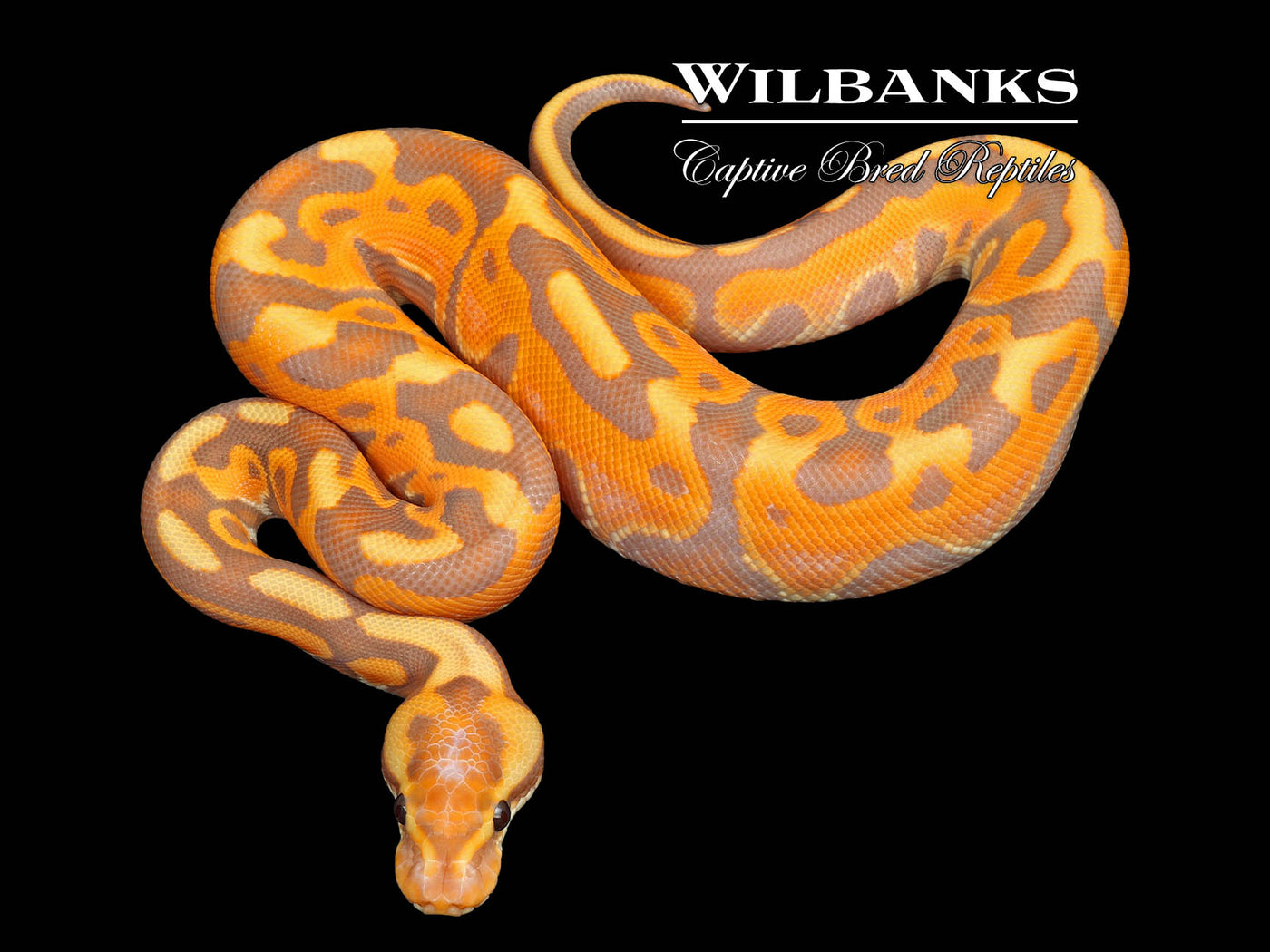 Banana Cinnamon Enchi Leopard Ball Python ♂ '25