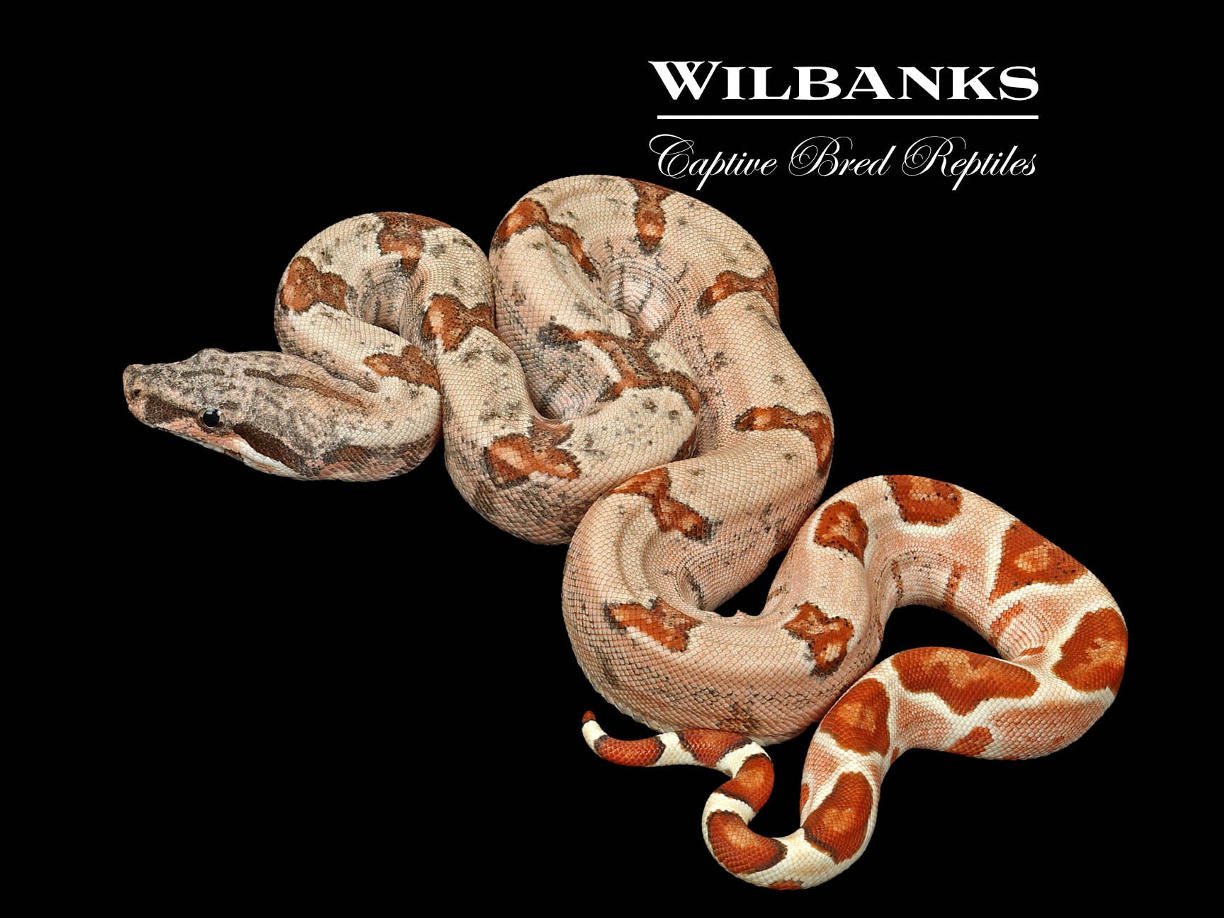 Hypo (Possible Super) Boa Constrictor ♂ '26 – Wilbanks Captive