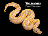 Banana Pied Yellow Belly Ball Python ♂ '26