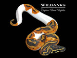 Pied Ball Python ♂ '26