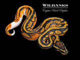 Pied Ball Python ♀ '26