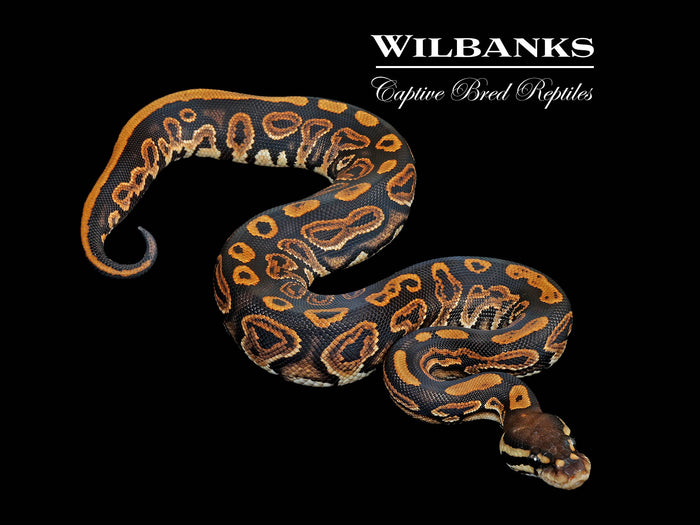 Black Pastel 100% Het. Piebald Ball Python ♀ '26