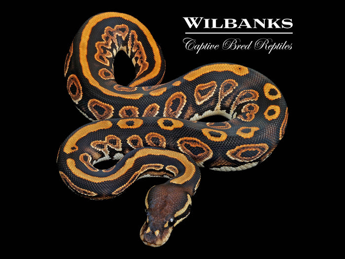Black Pastel Ball Python ♀ '26