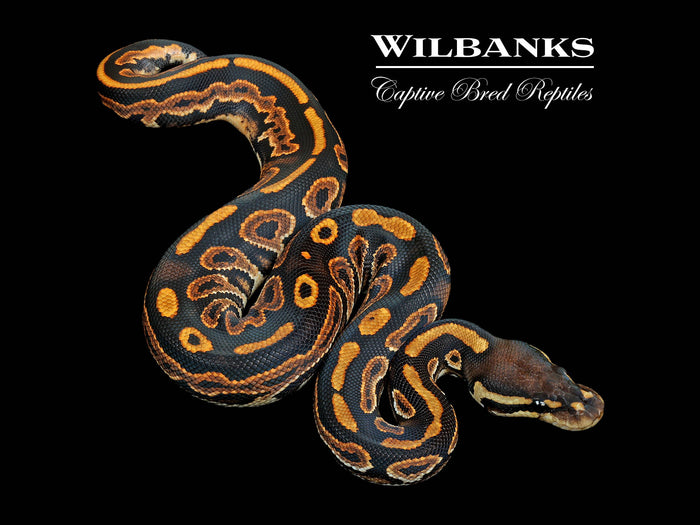 Black Pastel Ball Python ♂ '26