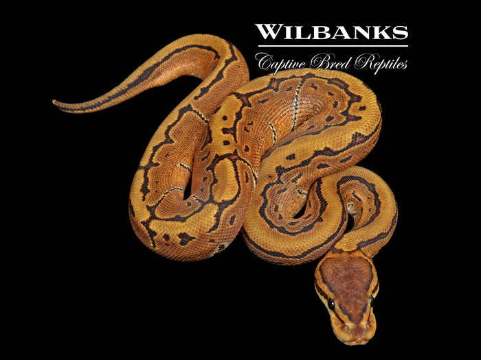 Pinstripe Ball Python ♂ '26
