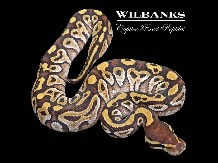 Mojave Ball Python ♀ '26
