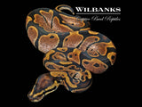 Sugar Ball Python ♂ '26