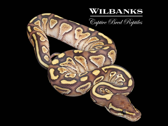 Butter Yellow Belly Ball Python ♀ '26