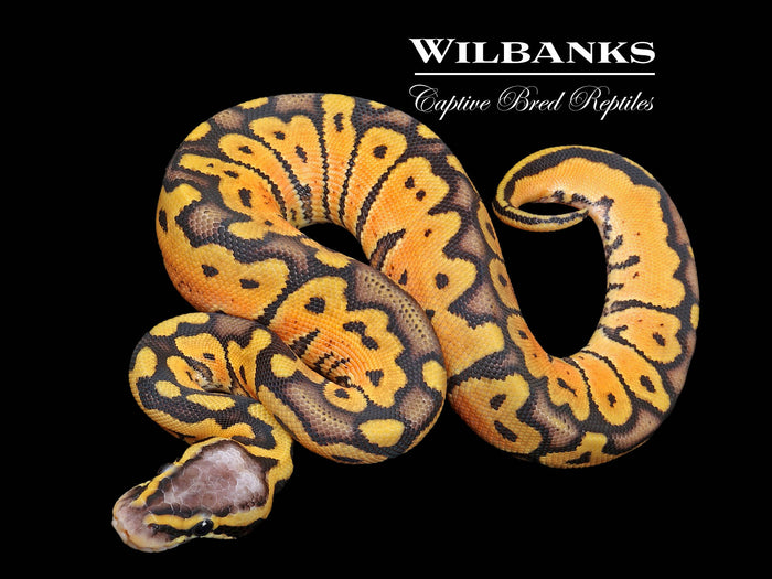 Super Pastel Ball Python ♀ '26