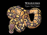 FireFly Ball Python ♀ '26