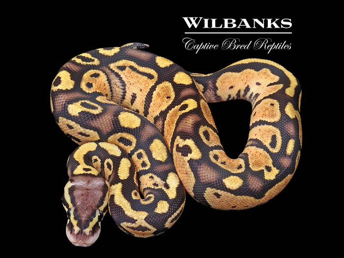 FireFly Ball Python ♀ '26
