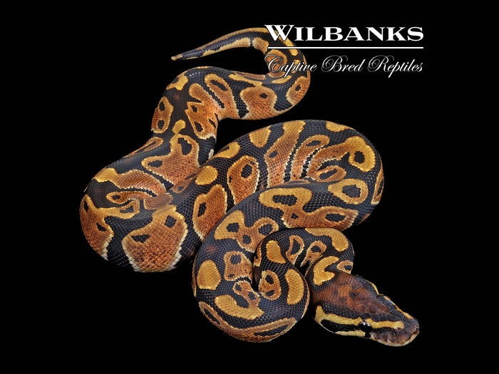 Normal Ball Python ♀ '26
