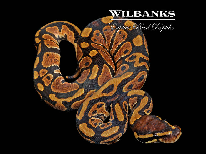 Normal Ball Python ♂ '26