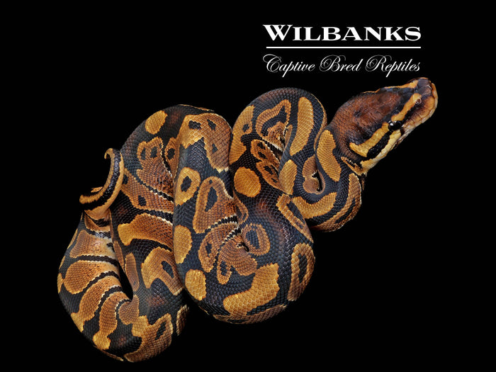 Normal Ball Python ♂ '26