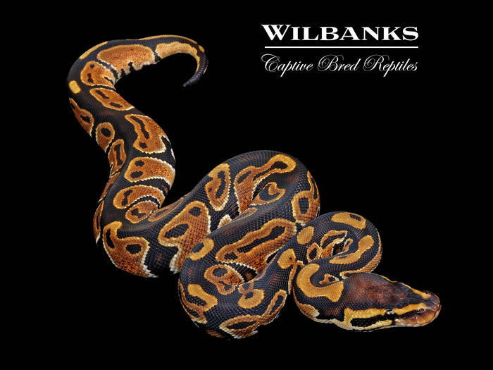 Normal Ball Python ♂ '26