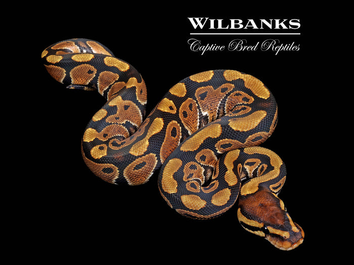 Normal Ball Python ♀ '26