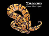 Orange Dream Fire Ball Python ♂ '26