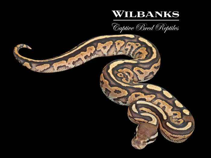Cinnamon Fire Ball Python ♂ '26
