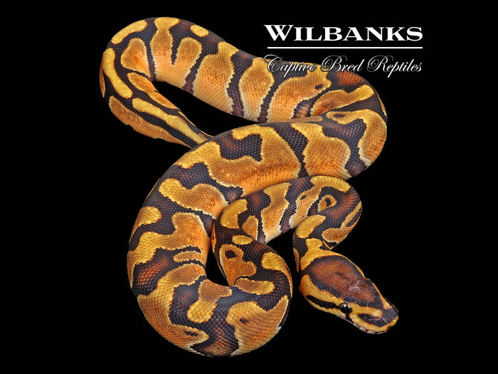 Enchi Ball Python ♀ '26