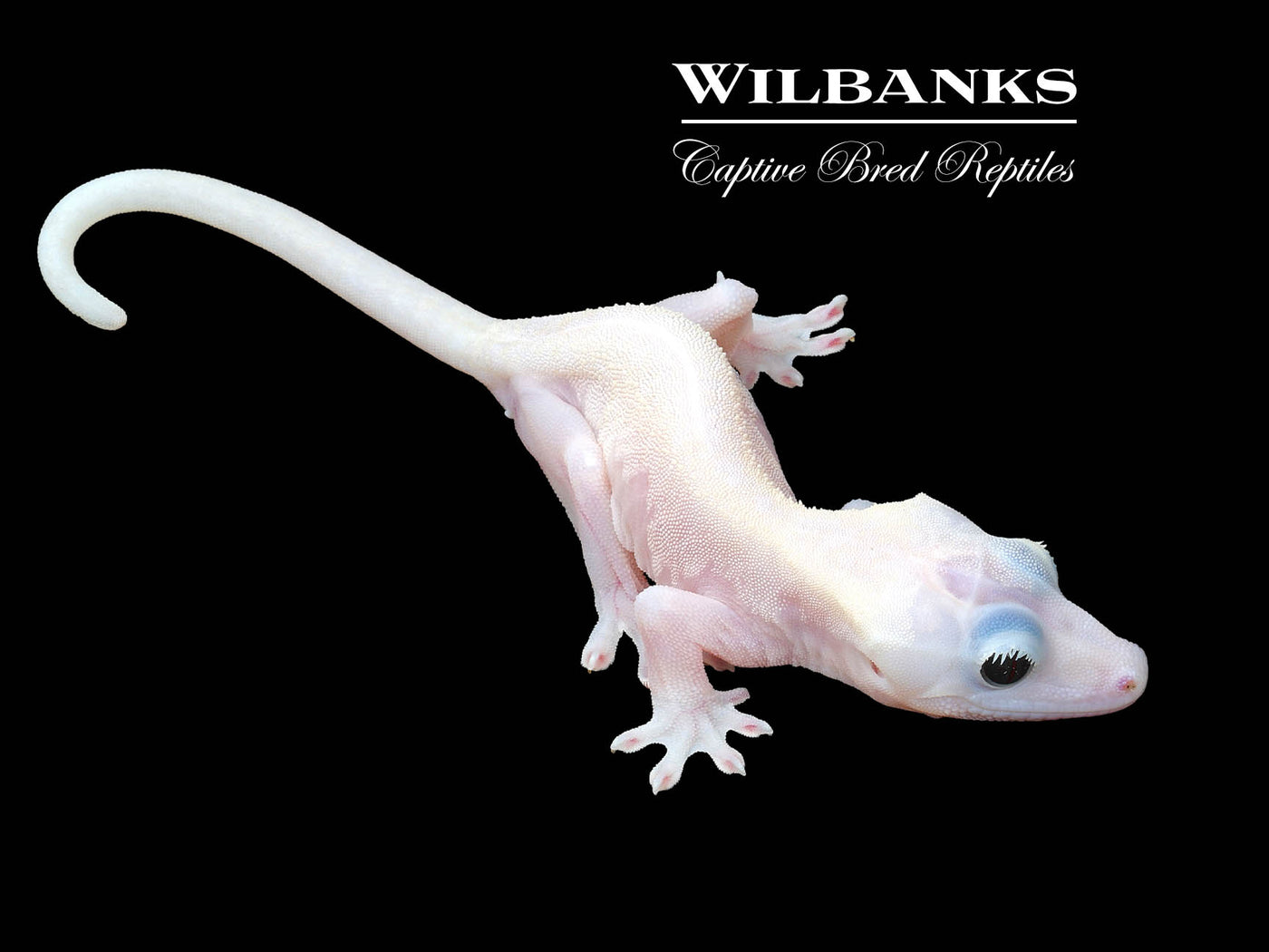 Super Fire aka Black Eyed Leucistic Crested Gecko ♂ '24