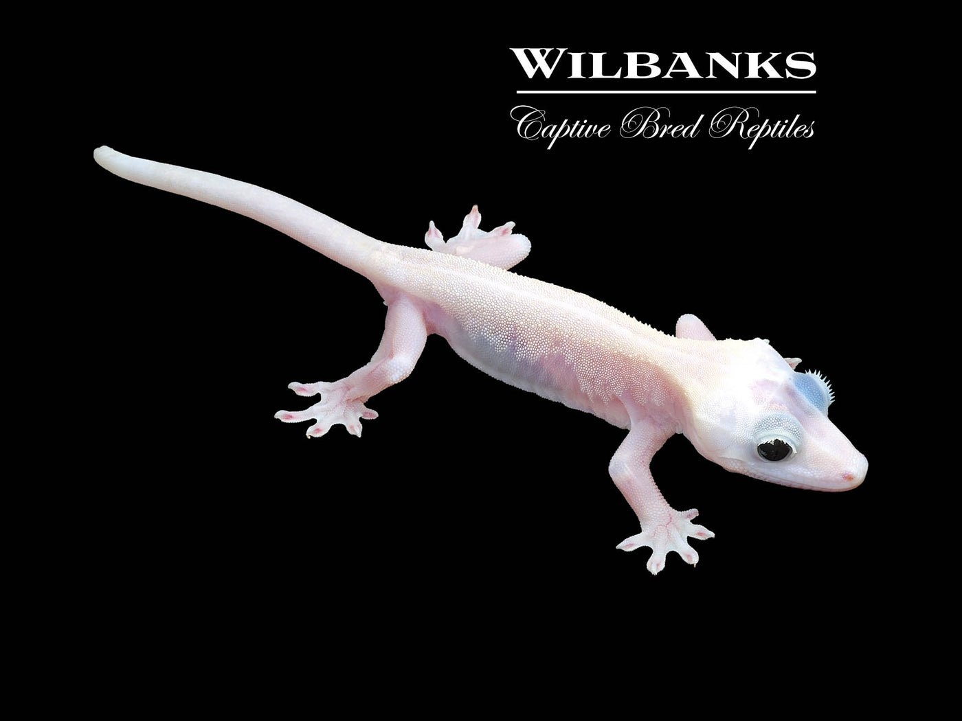 Super Fire aka Black Eyed Leucistic Crested Gecko ♂ '24