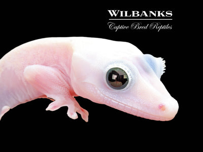 Super Fire aka Black Eyed Leucistic Crested Gecko ♂ '24