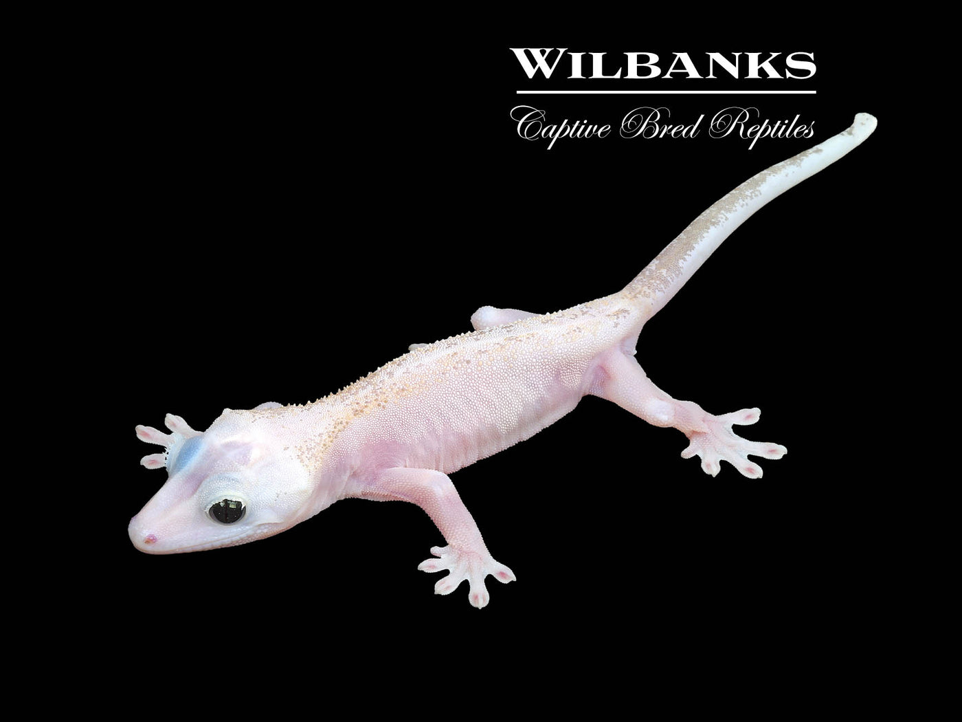 Super Fire aka Black Eyed Leucistic Crested Gecko ♂ '24