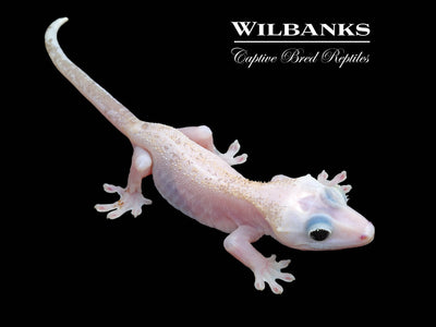Super Fire aka Black Eyed Leucistic Crested Gecko ♂ '24