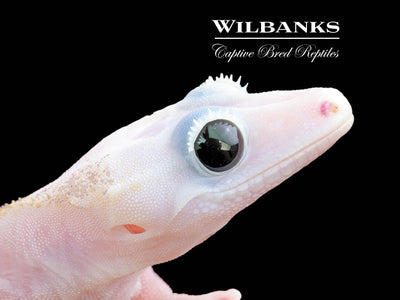 Super Fire aka Black Eyed Leucistic Crested Gecko ♂ '24