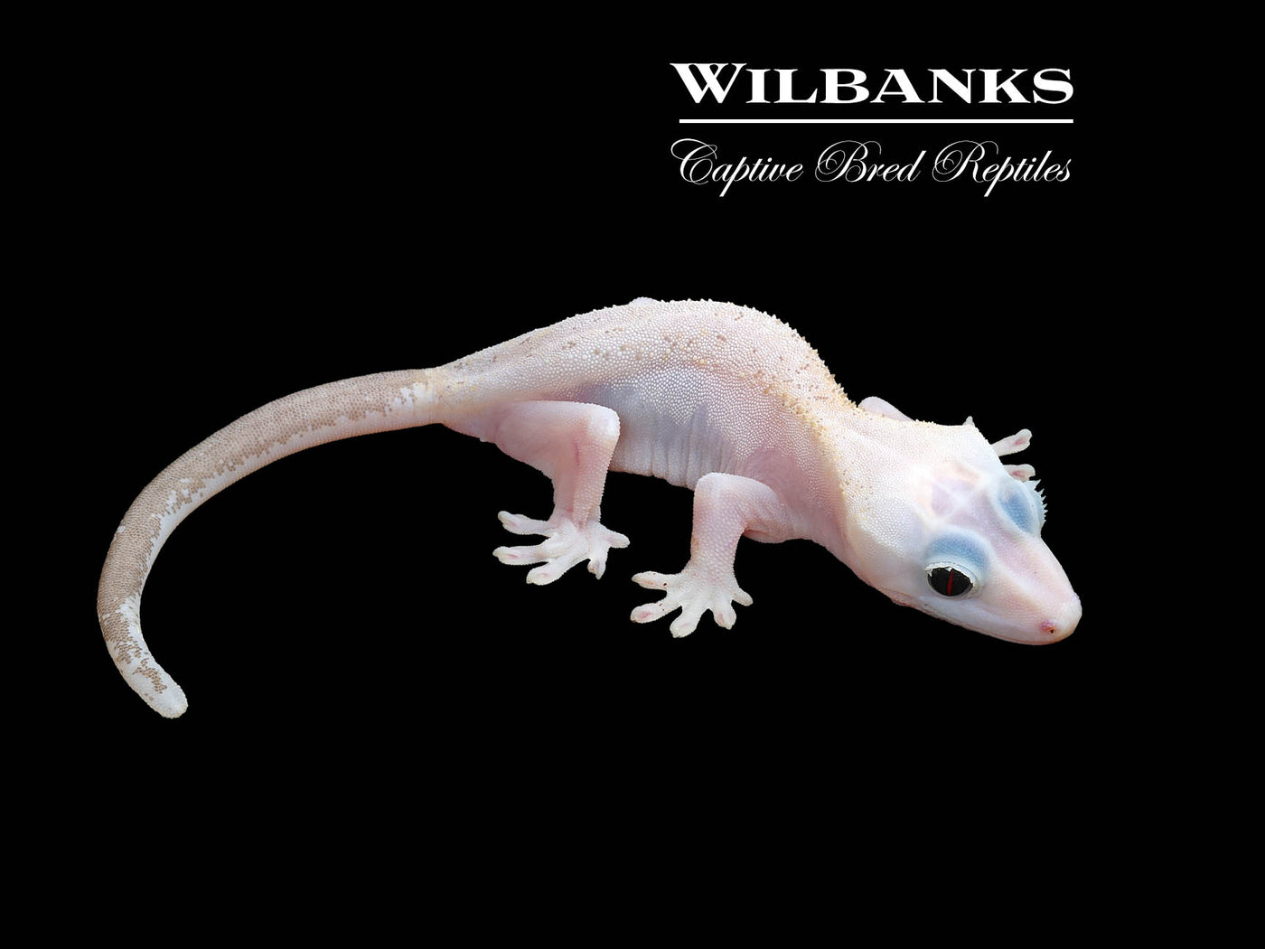 Super Fire aka Black Eyed Leucistic Crested Gecko ♀ '24