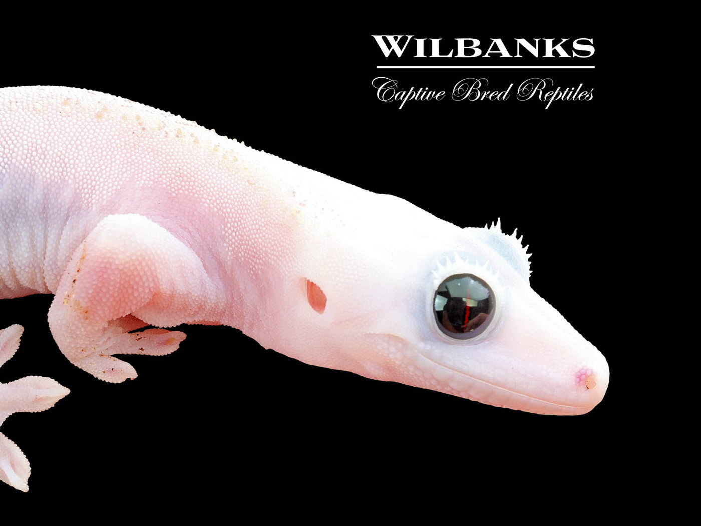 Super Fire aka Black Eyed Leucistic Crested Gecko ♀ '24