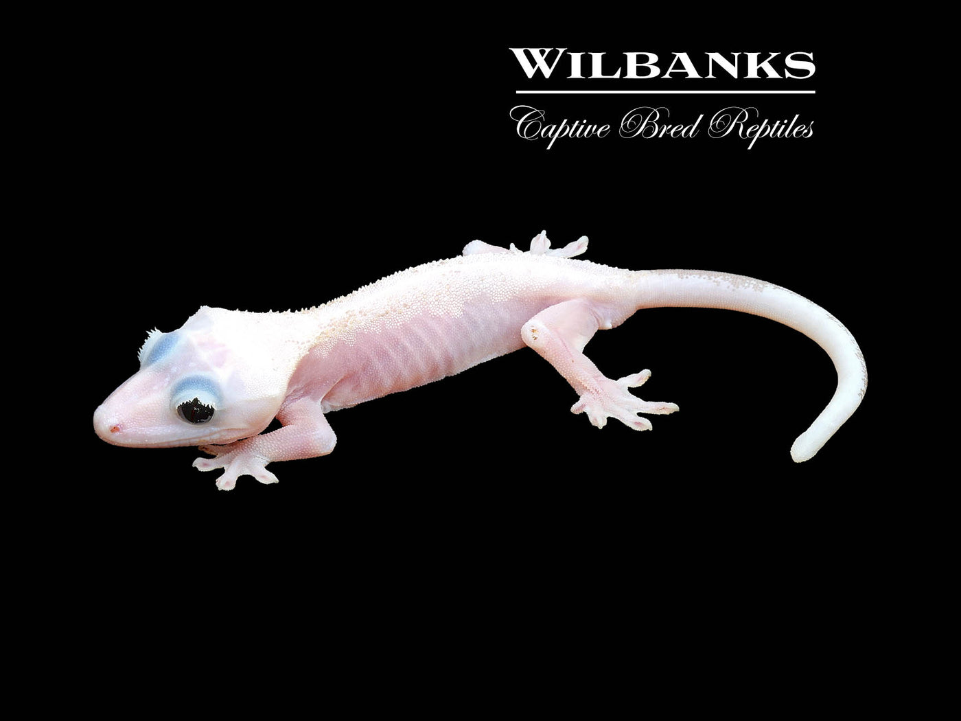 Super Fire aka Black Eyed Leucistic Crested Gecko ♂ '24