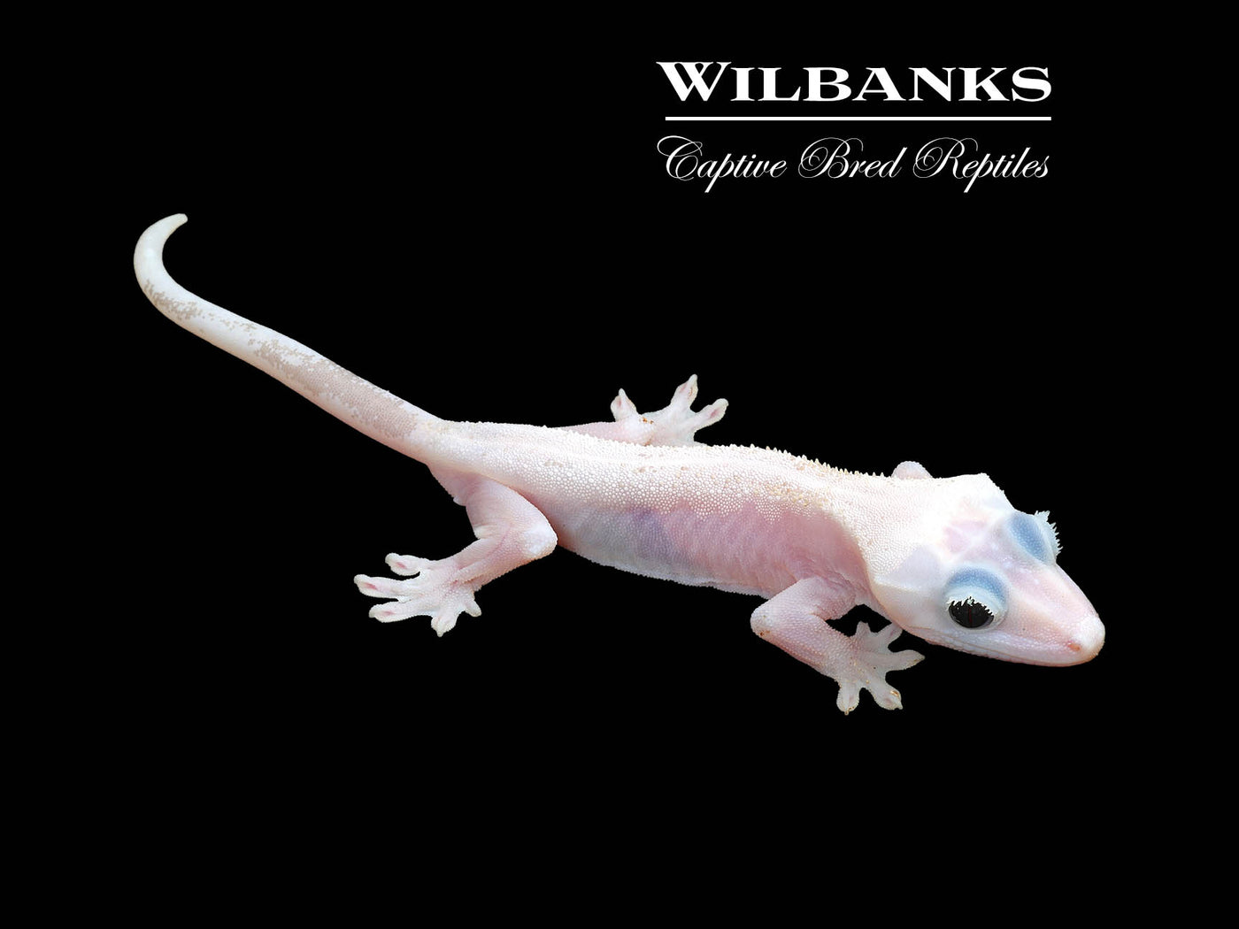 Super Fire aka Black Eyed Leucistic Crested Gecko ♂ '24