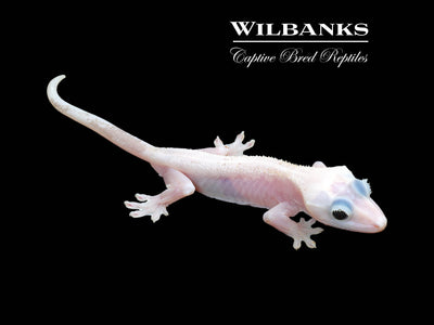 Super Fire aka Black Eyed Leucistic Crested Gecko ♂ '24