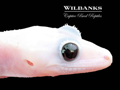 Super Fire aka Black Eyed Leucistic Crested Gecko ♂ '24