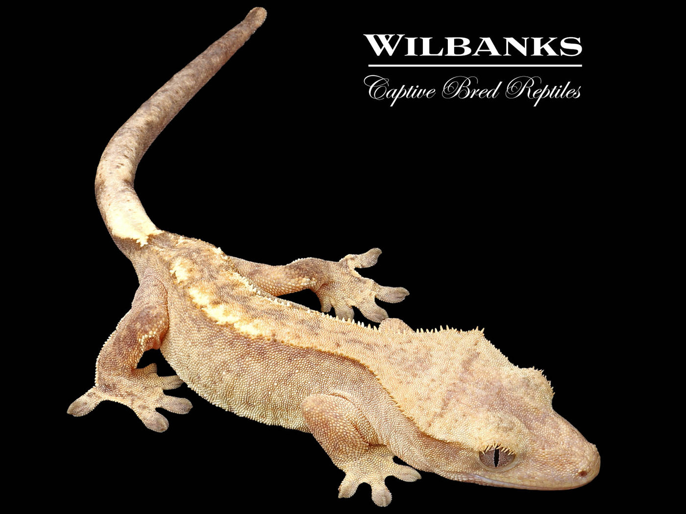 Fire (100% Guaranteed Het. Black Eyed Leucistic) Crested Gecko ♀ '24