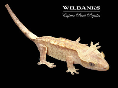 Fire (100% Guaranteed Het. Black Eyed Leucistic) Crested Gecko ♀ '24