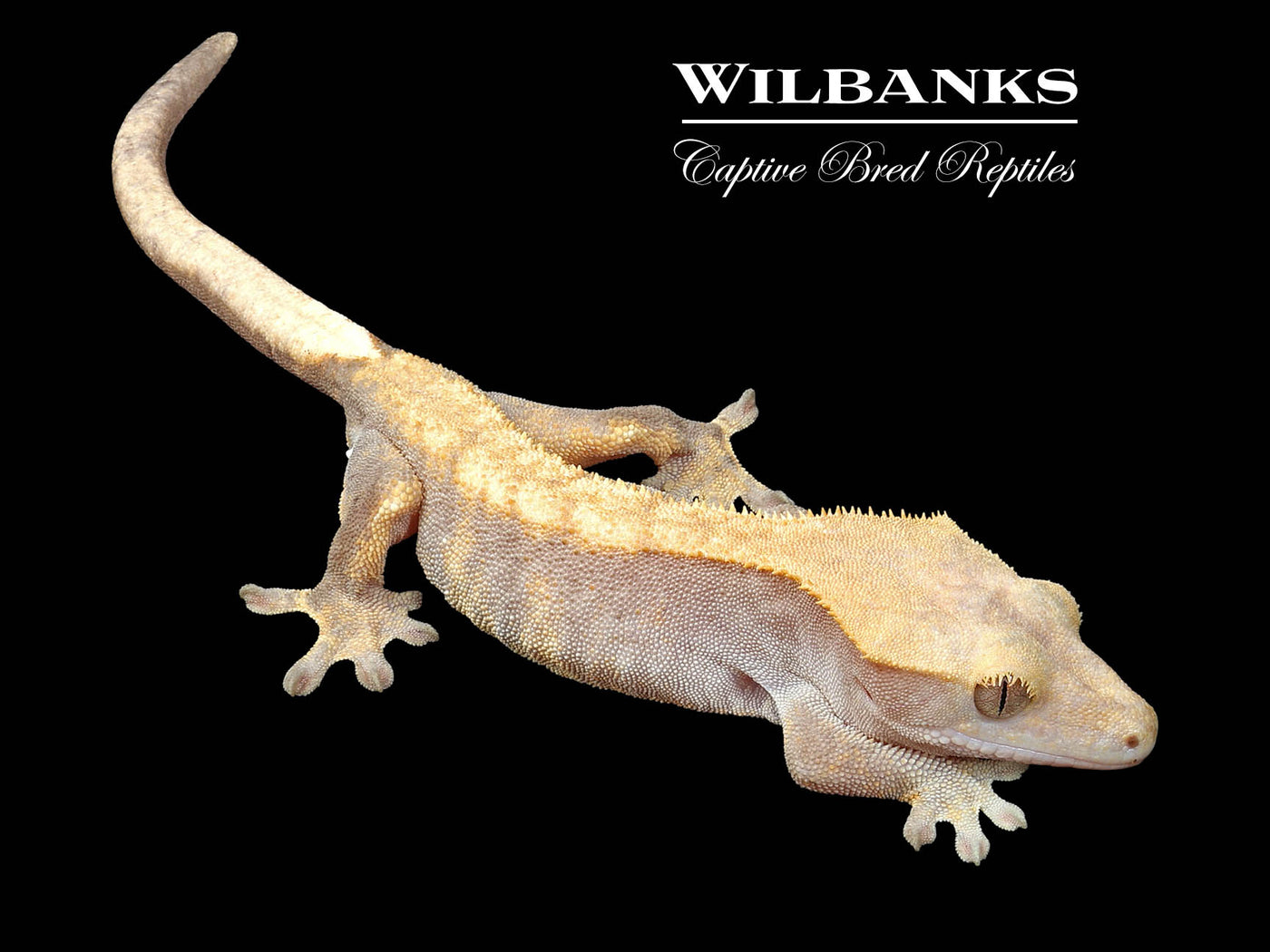 Fire (100% Guaranteed Het. Black Eyed Leucistic) Crested Gecko ♂ '24