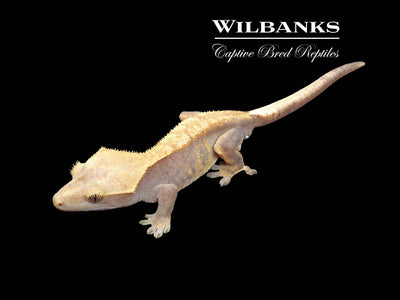 Fire (100% Guaranteed Het. Black Eyed Leucistic) Crested Gecko ♂ '24