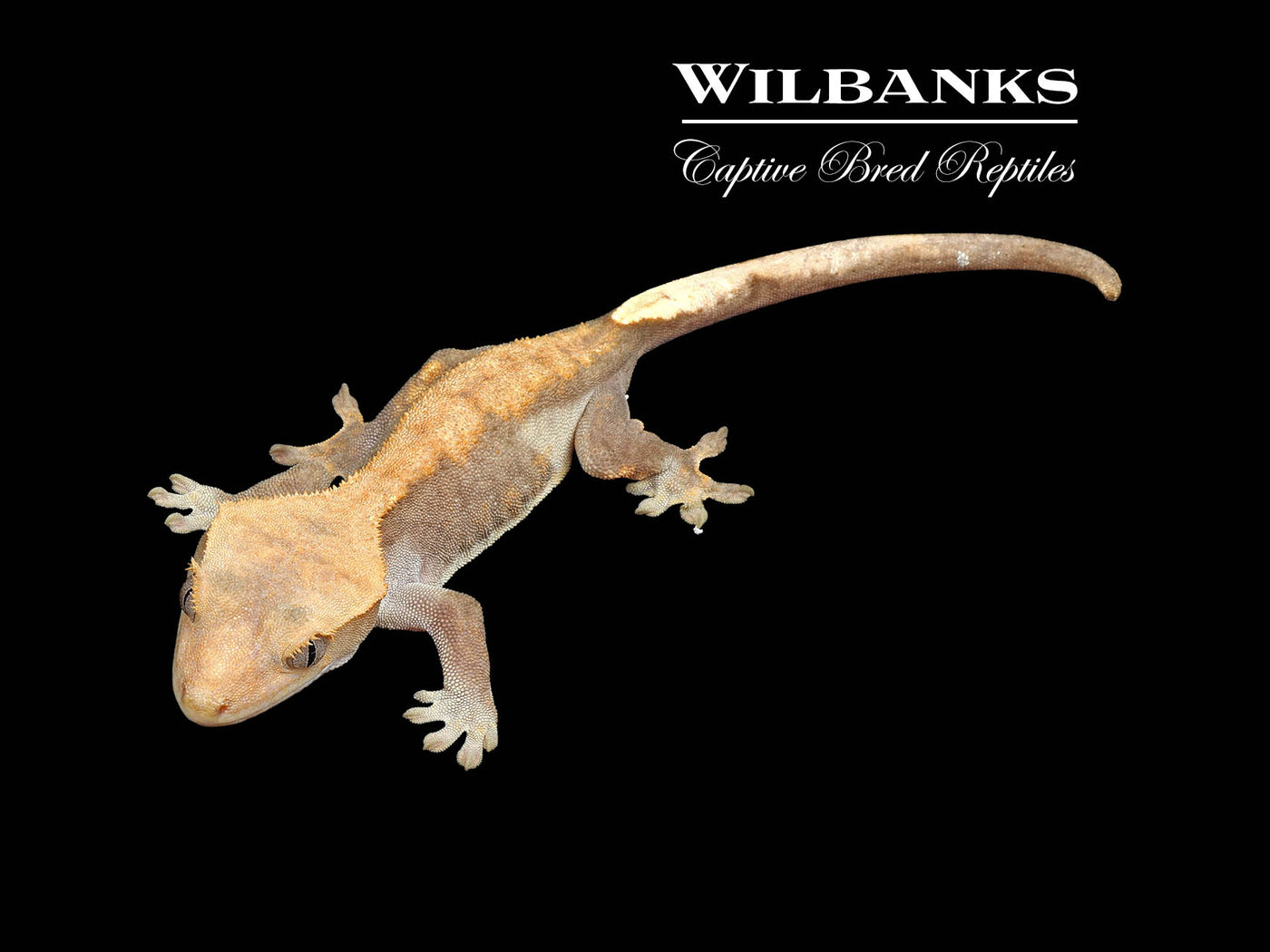 Fire (100% Guaranteed Het. Black Eyed Leucistic) Crested Gecko ♂ '24