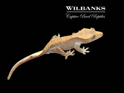 Fire (100% Guaranteed Het. Black Eyed Leucistic) Crested Gecko ♂ '24