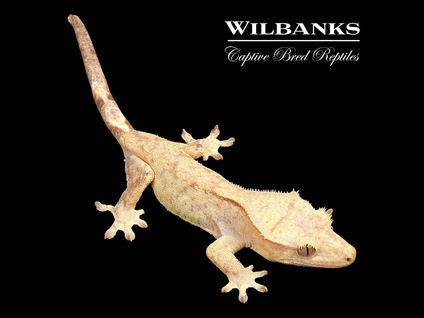 Fire (100% Guaranteed Het. Black Eyed Leucistic) Crested Gecko ♀ '24
