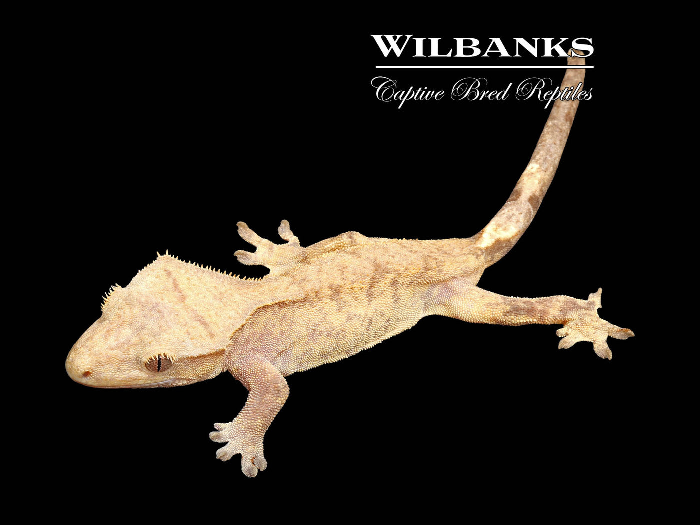 Fire (100% Guaranteed Het. Black Eyed Leucistic) Crested Gecko ♀ '24